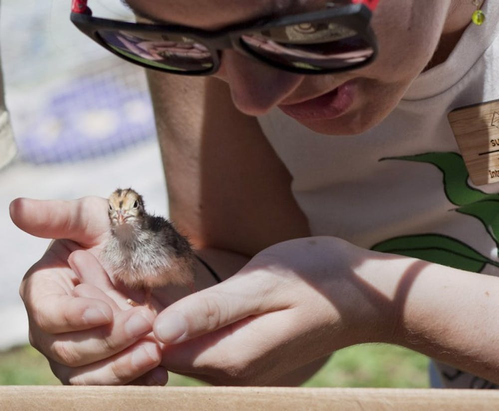 <p>Katie Kafer, a 21-year-old biology senior, returns a coturnix quail to its recycled cardboard shelter at Campus Earth Day on the North Lawn on Friday.</p>