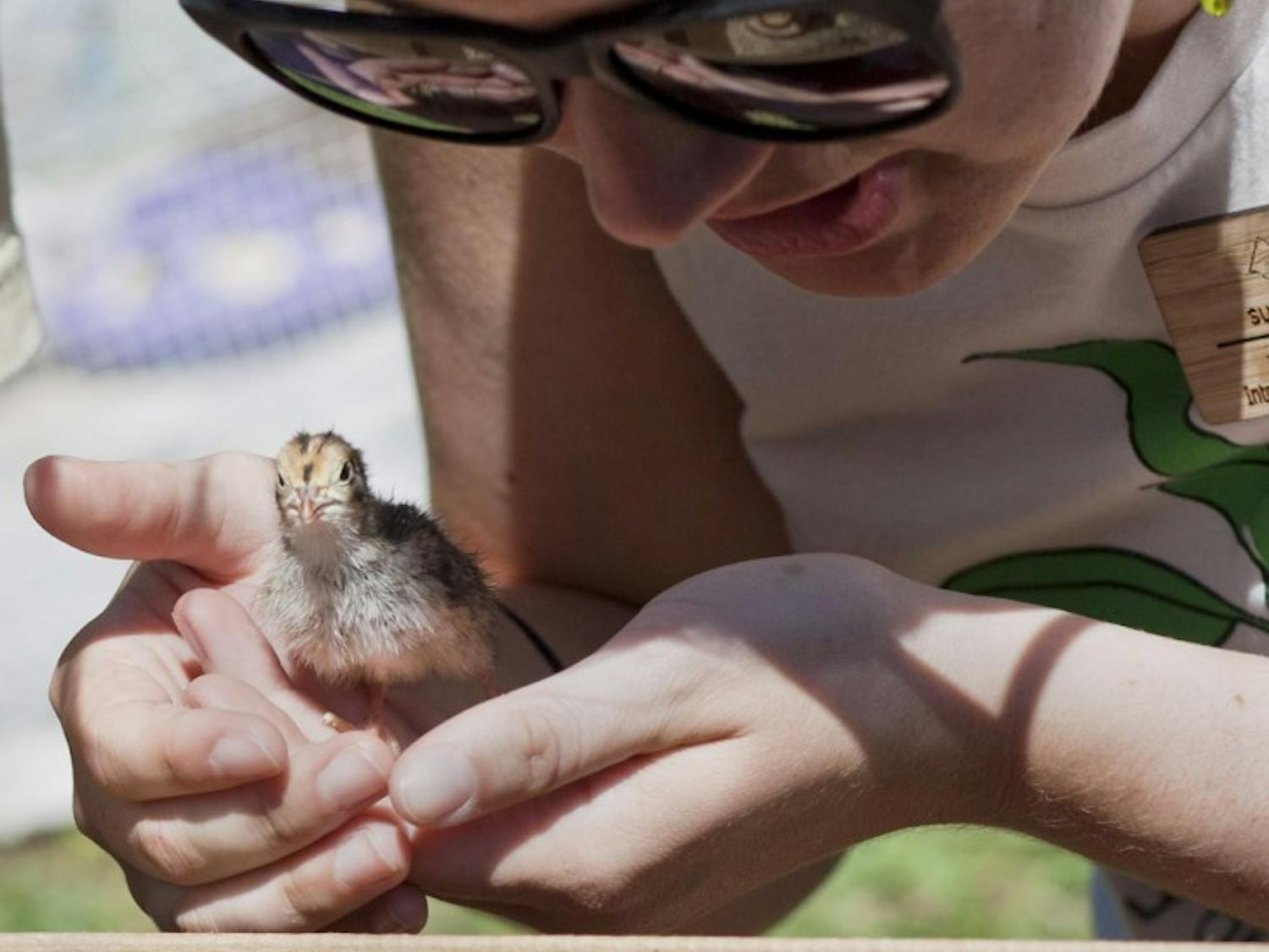 Katie Kafer, a 21-year-old biology senior, returns a coturnix quail to its recycled cardboard shelter at Campus Earth Day on the North Lawn on Friday.