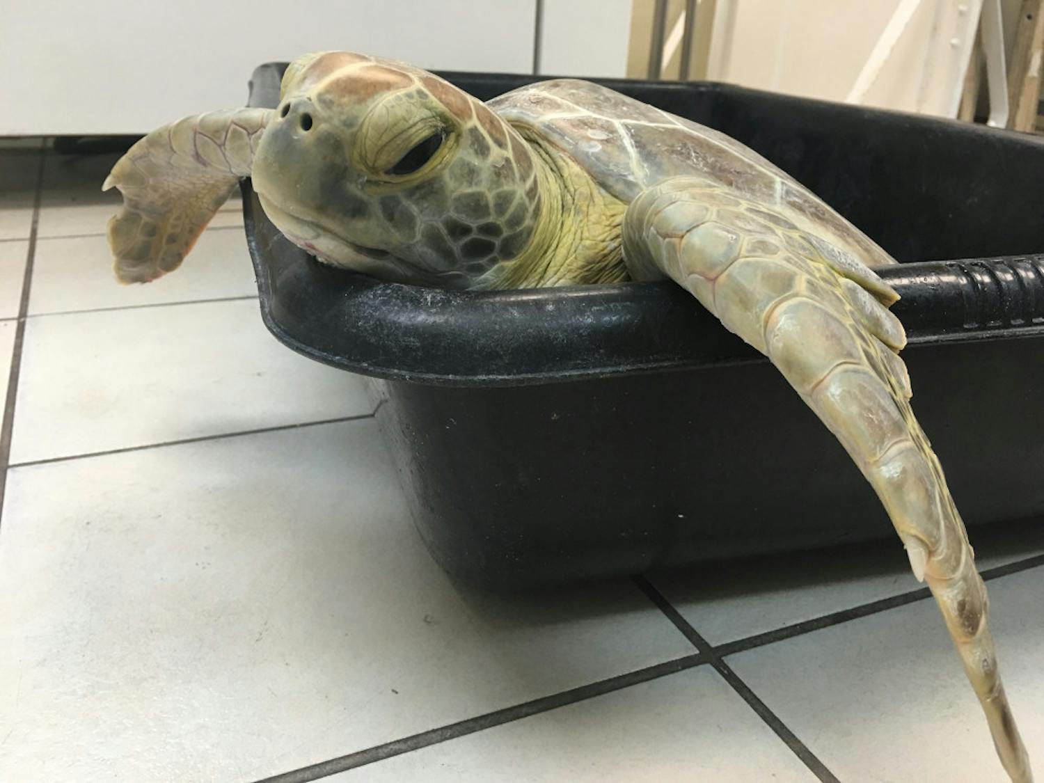 The turtles arrived at the hospital Oct. 20 with multiple external tumors ranging from the size of a pencil eraser to a baseball around their fins and necks.