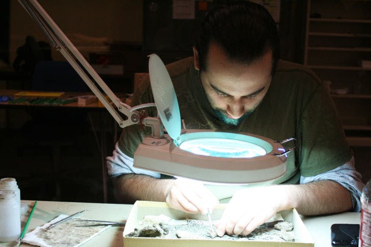 Michael D’Ottavio, 30, cleans off a piece of a rib from a Titanoboa, a 60-million-year-old snake that was recently discovered in a Colombian coal mine. An exhibition about the snake is on display at the Florida Museum of Natural History until August 11.