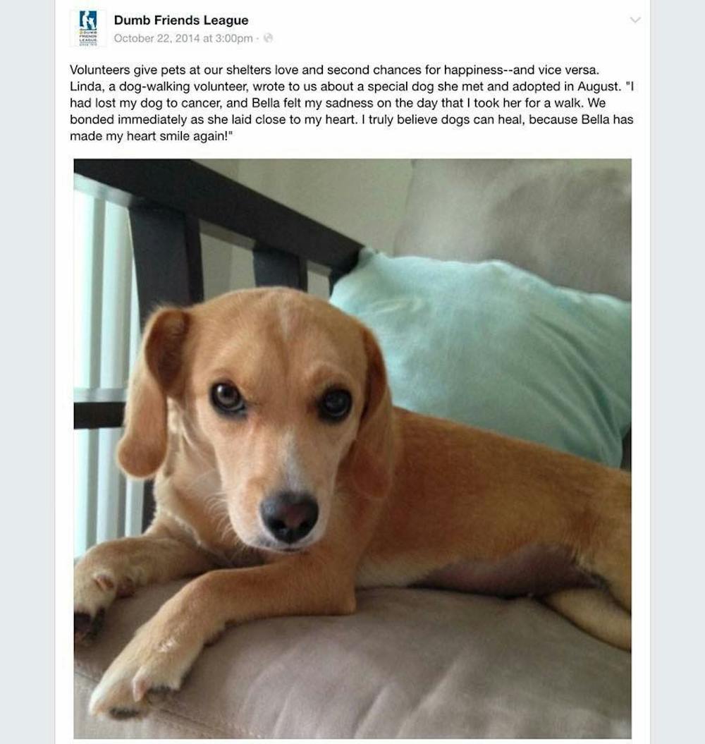 <p>Linda Swinburn's dog, Bella, who was killed in an attack.&nbsp;</p>