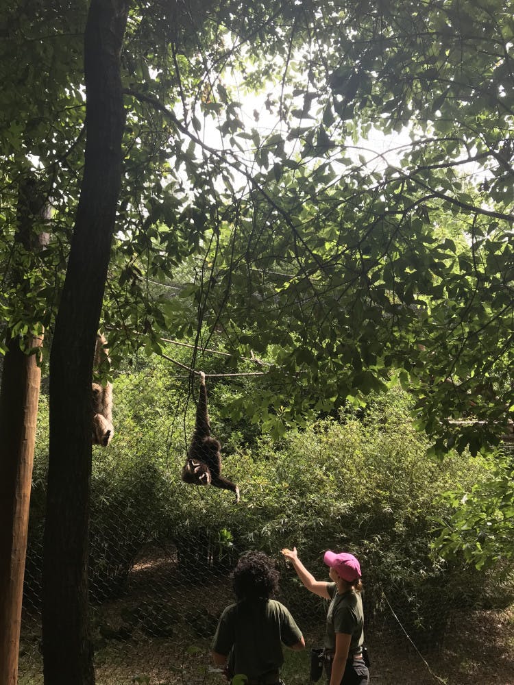 Cajun's trainer Sidnee Santana-Mellor reaches out to the new mother during a demonstration training session Sunday morning at the Santa Fe College Teaching Zoo. The 3-week-old newborn is clinging to Cajun's stomach.