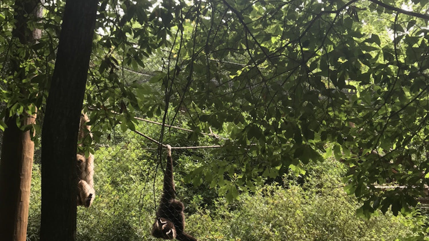 Cajun's trainer Sidnee Santana-Mellor reaches out to the new mother during a demonstration training session Sunday morning at the Santa Fe College Teaching Zoo. The 3-week-old newborn is clinging to Cajun's stomach.