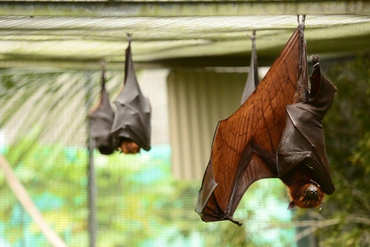 An Island Flying Fox Bat, native to Indonesia, wraps its wings up for a nap at the Lubee Bat Conservatory during the 8th Annual Florida Bat Festival, Saturday, Oct. 27, 2012, in Gainesville, Fla. The conservatory houses over 200 individual bats of 12 different species while working with international organizations to save fruit bats and their habitats through research and conservation efforts.