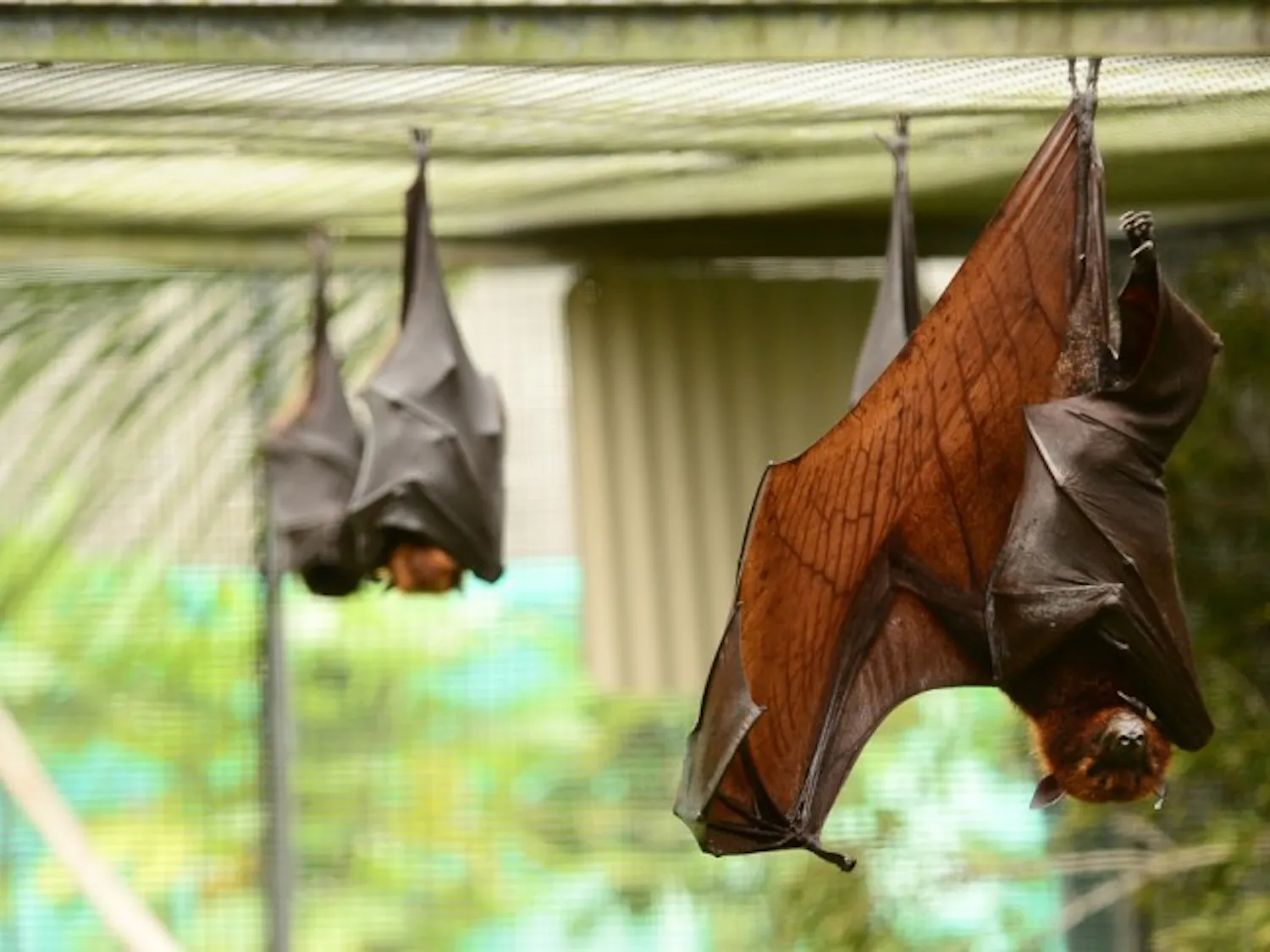 An Island Flying Fox Bat, native to Indonesia, wraps its wings up for a nap at the Lubee Bat Conservatory during the 8th Annual Florida Bat Festival, Saturday, Oct. 27, 2012, in Gainesville, Fla. The conservatory houses over 200 individual bats of 12 different species while working with international organizations to save fruit bats and their habitats through research and conservation efforts.