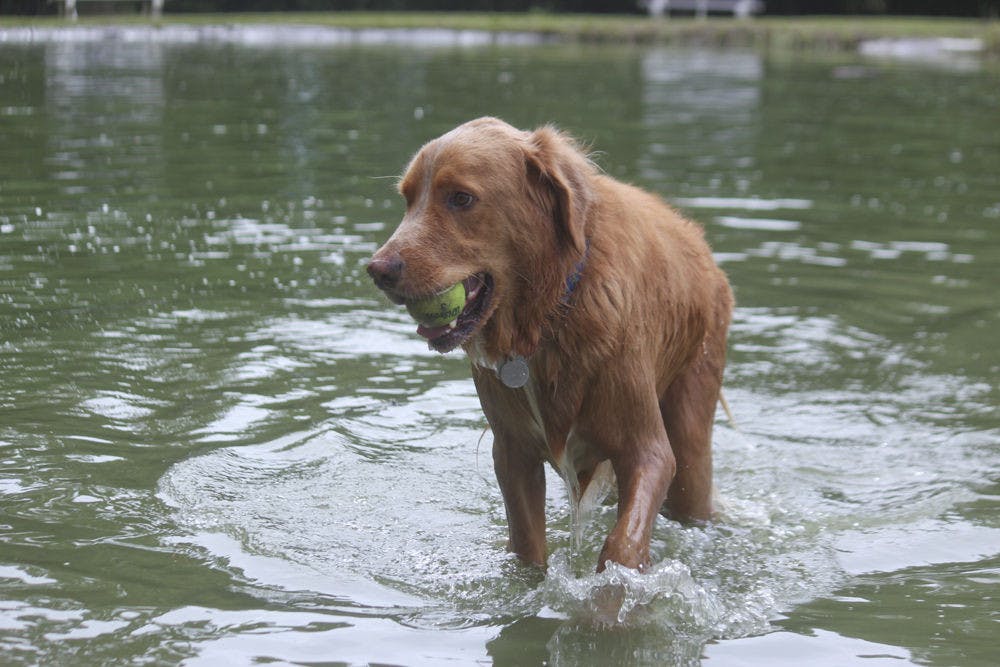 <p>Riley, a 6-year-old Irish Setter and German Shepherd mix, retrieves a tennis ball in a man-made pond at Dogwood park on Aug. 26, 2015. The 15-acre off-leash dog park offers two swimming ponds that are both treated and maintained on a regular basis.</p>
