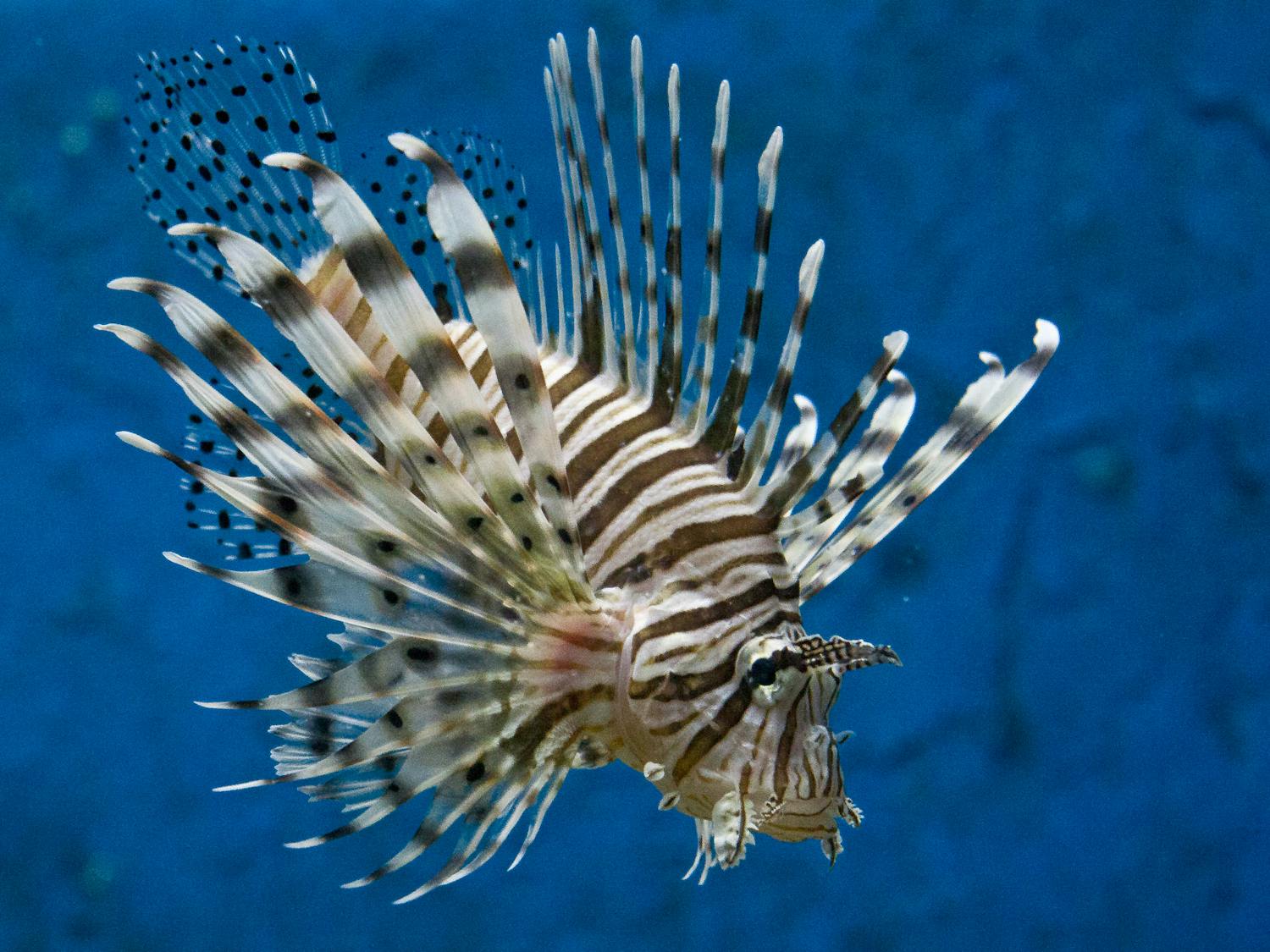 Volitan Lionfish (Pterois volitans)