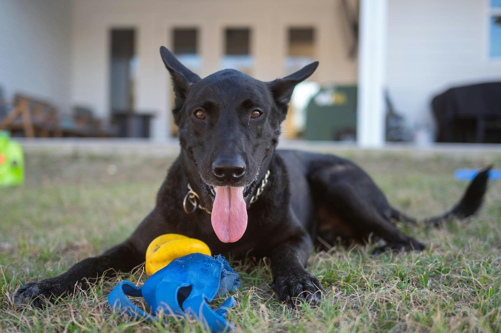 Newly retired police dog, Ozzie, plays with a toy in his new backyard, Wednesday, Feb. 18, 2026, in Melrose, Fla.
