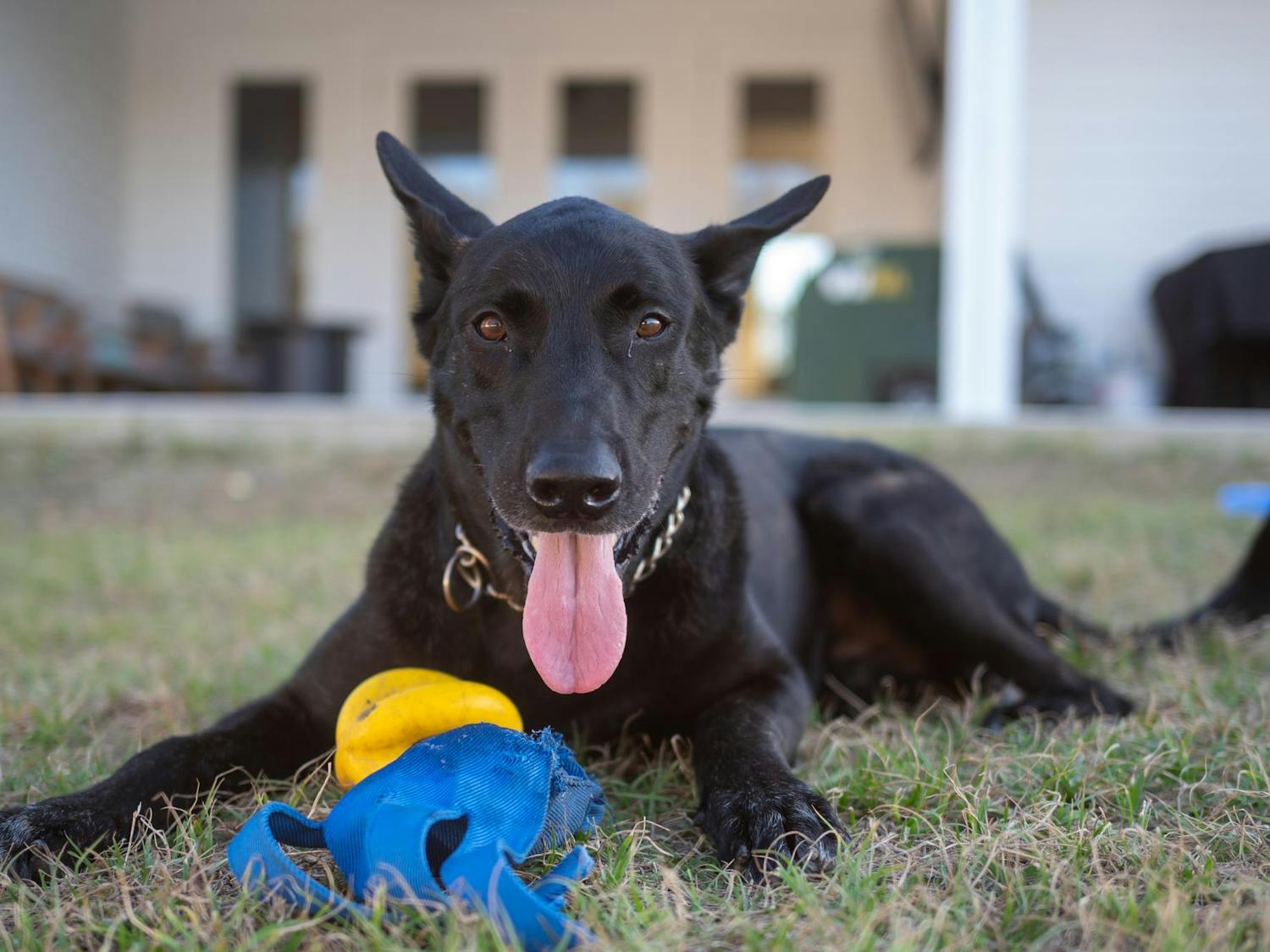 Newly retired police dog, Ozzie, plays with a toy in his new backyard, Wednesday, Feb. 18, 2026, in Melrose, Fla.