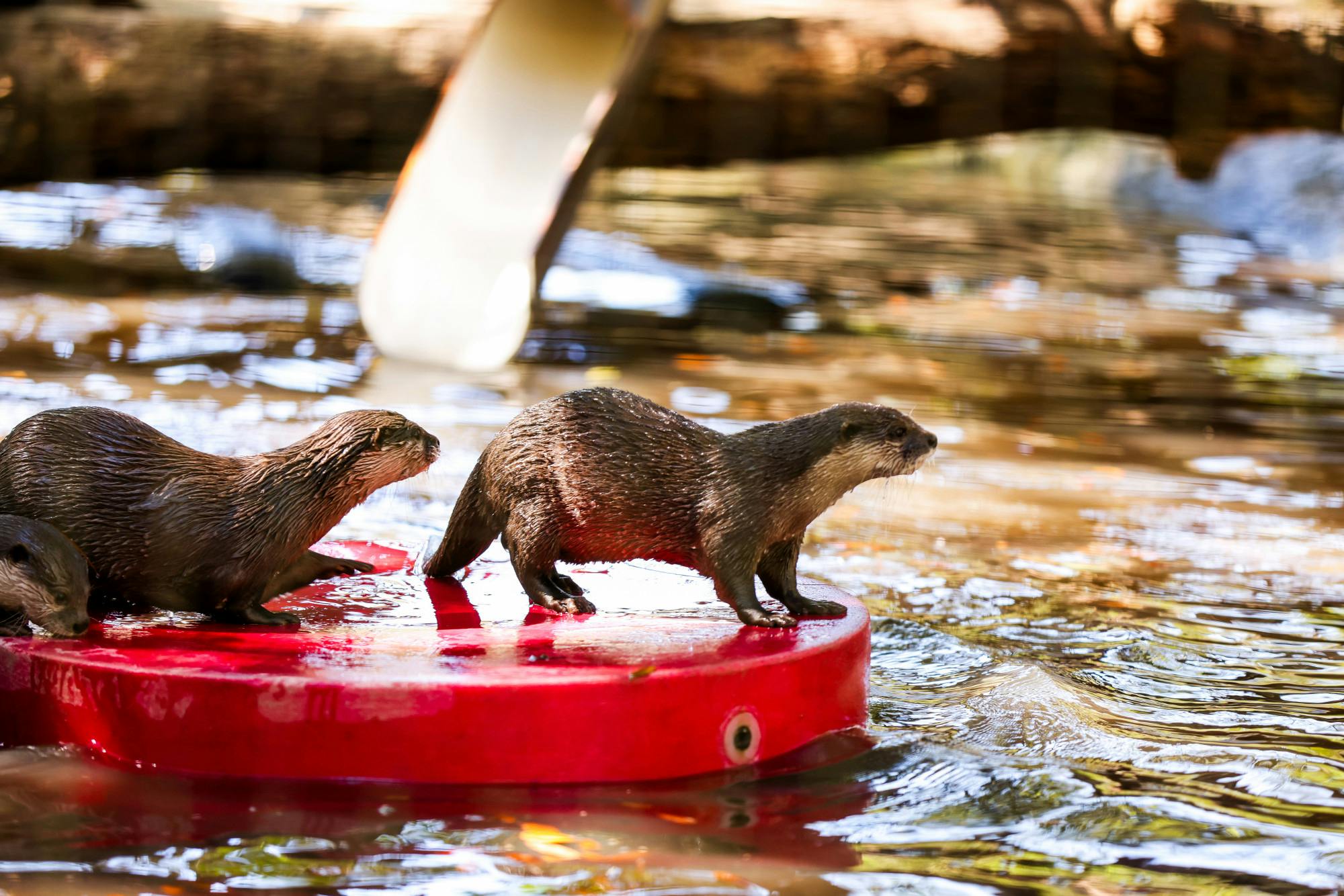 Santa Fe Teaching Zoo’s otters enjoy their farewell party before being relocated to Memphis zoo on Sunday, March 2, 2025.