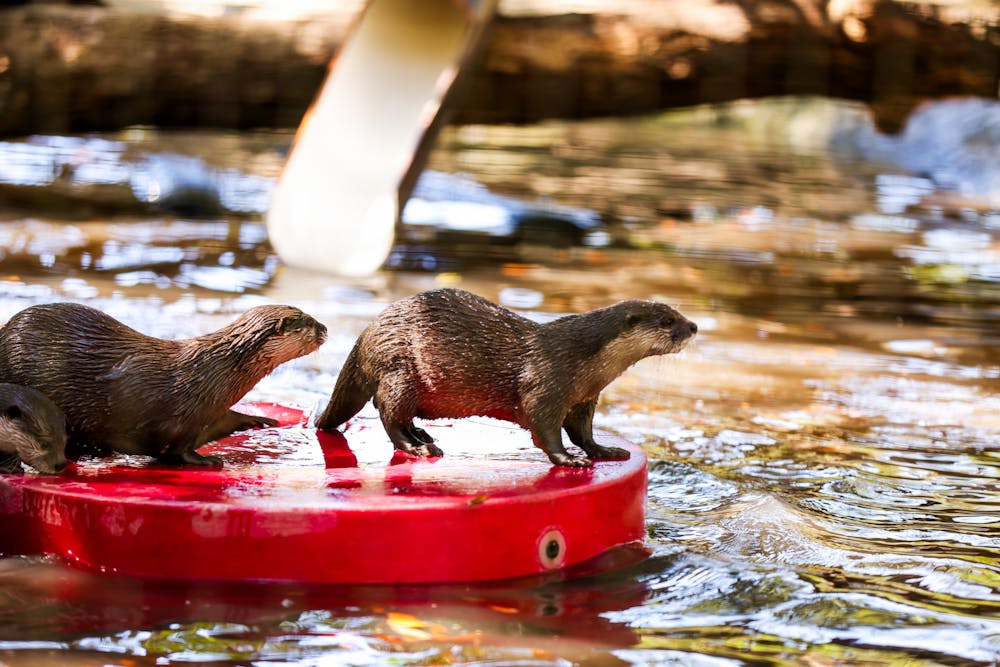 <p>Santa Fe Teaching Zoo’s otters enjoy their farewell party before being relocated to Memphis zoo on Sunday, March 2, 2025.</p>