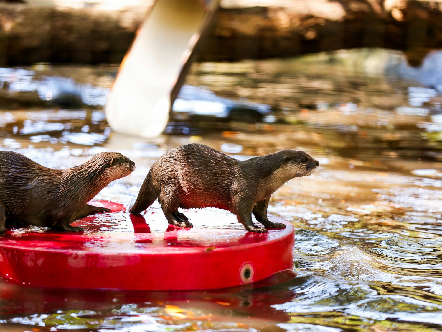 Santa Fe Teaching Zoo’s otters enjoy their farewell party before being relocated to Memphis zoo on Sunday, March 2, 2025.