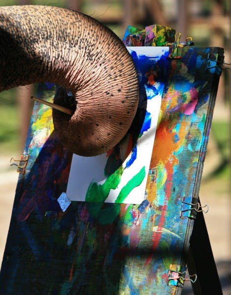 Luke, a 28-year-old Asian elephant, paints a picture for the audience at Two Tails Ranch located in Williston, Florida. The ranch is owned by Patricia Zerbini, 47, who has dedicated her life to training the elephants and studying exotic animals.