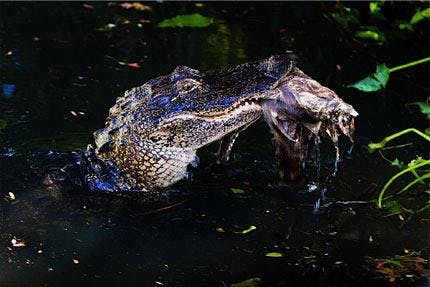 An alligator in Graham Area Pond, nicknamed "Ricky Bobby" by UF student Breenna Rossman, surfaces with its dinner. Though outnumbered by humans in the surrounding dorms, the alligator's pond is a protected habitat.