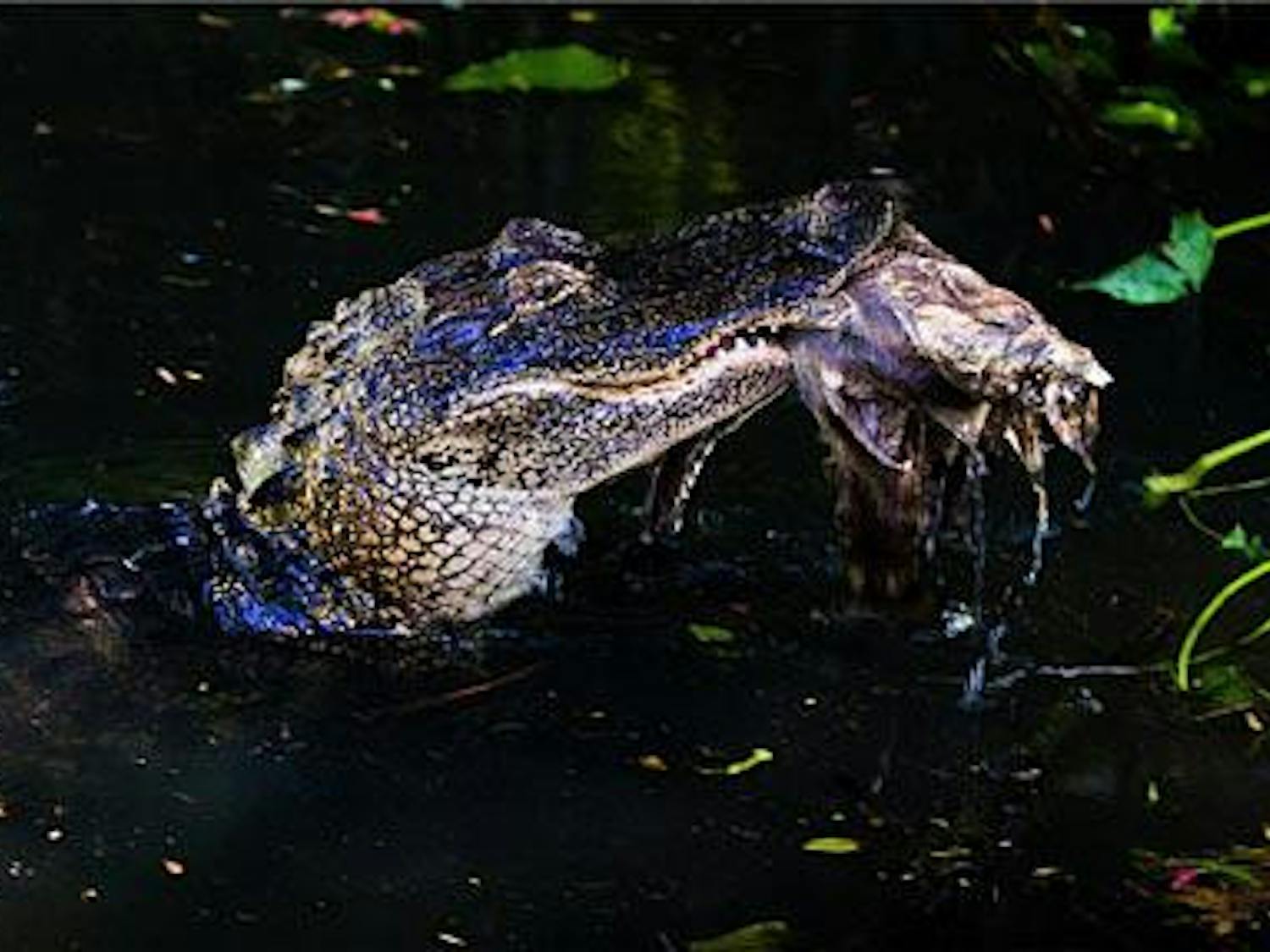 An alligator in Graham Area Pond, nicknamed "Ricky Bobby" by UF student Breenna Rossman, surfaces with its dinner. Though outnumbered by humans in the surrounding dorms, the alligator's pond is a protected habitat.