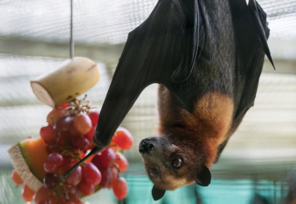 <p>A flying fox snacks on grapes Oct. 21 at the Lubee Bat Conservancy. The conservancy, which is located about nine miles outside Gainesville, conducts bat research and hosts an annual bat festival open to the public. It aims to create a more positive perception of bats.</p>