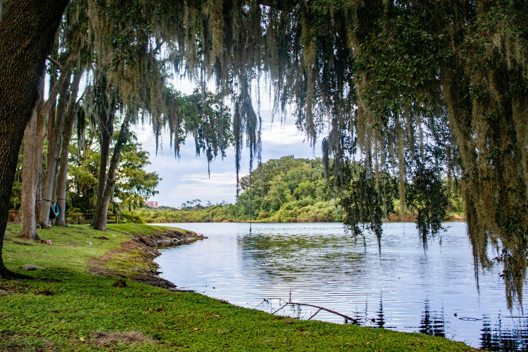 A shoreline along Lake Alice, Thursday, Sept. 3, 2026, in Gainesville, Fla.