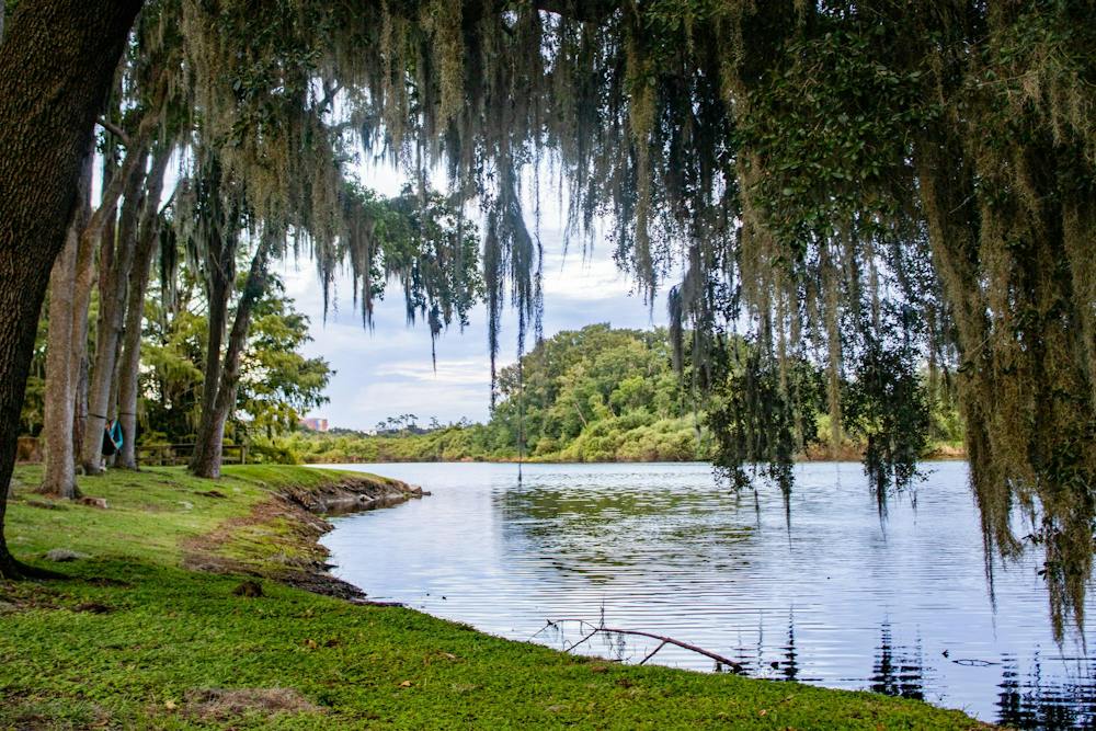 A shoreline along Lake Alice, Thursday, Sept. 3, 2026, in Gainesville, Fla.