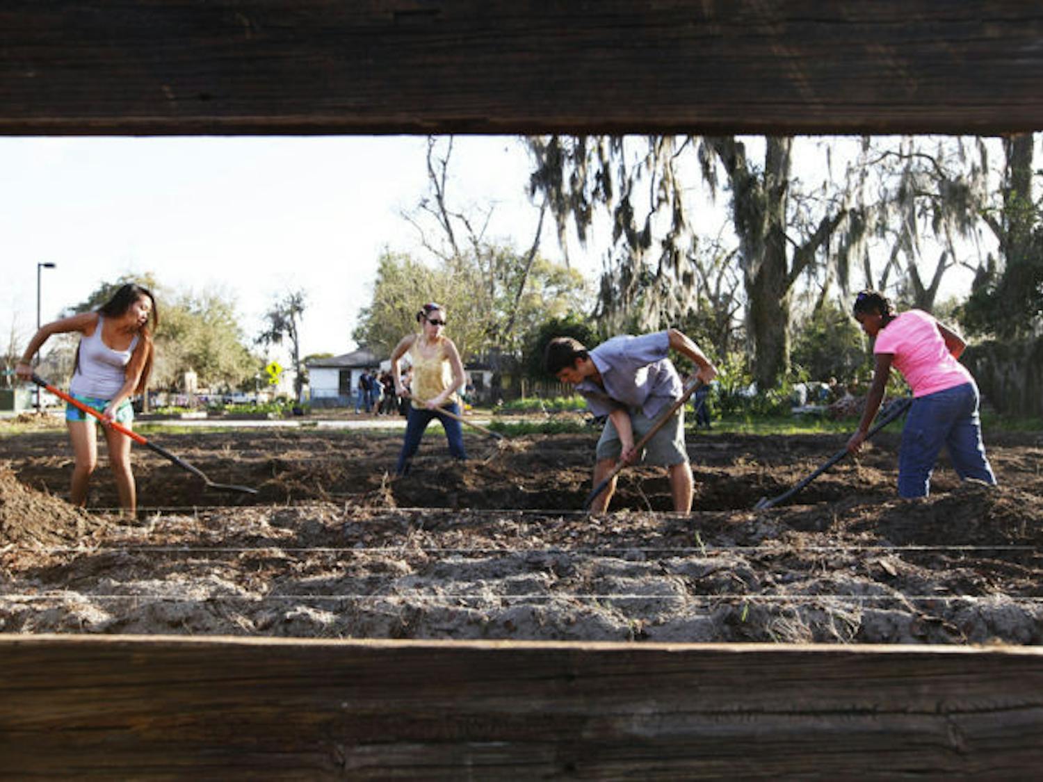 Volunteers and interns prepare soil for planting at the Porters Community Farm and Garden Sunday afternoon during a community potluck and barbecue. Alachua County’s Local Food Week runs until Sunday.