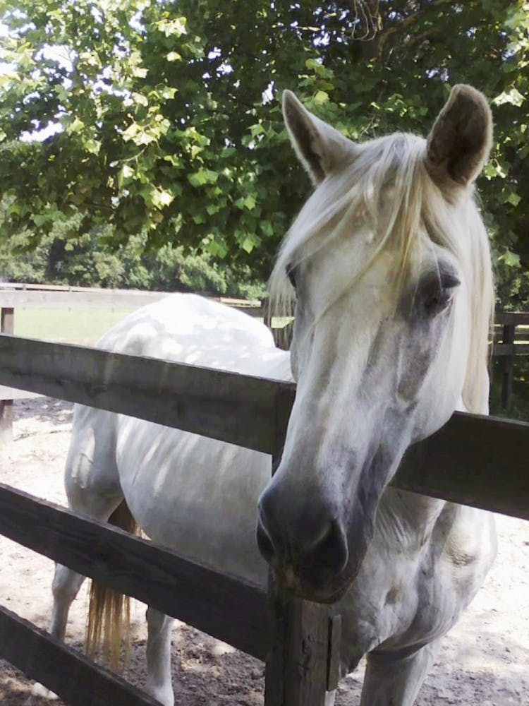Christie waits for someone to feed her a carrot at the Retirement Home for Horses at Mill Creek Farm on Saturday. The farm is free and open to the public on Saturdays from 11 a.m. to 3 p.m. 