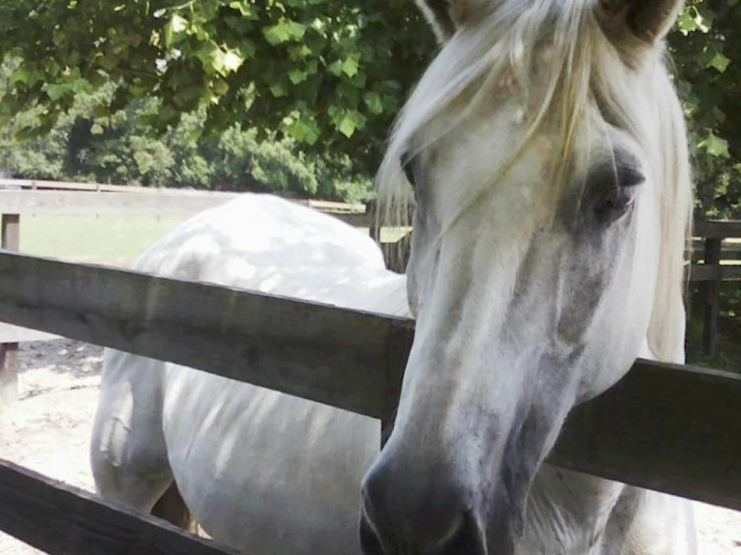 Christie waits for someone to feed her a carrot at the Retirement Home for Horses at Mill Creek Farm on Saturday. The farm is free and open to the public on Saturdays from 11 a.m. to 3 p.m.