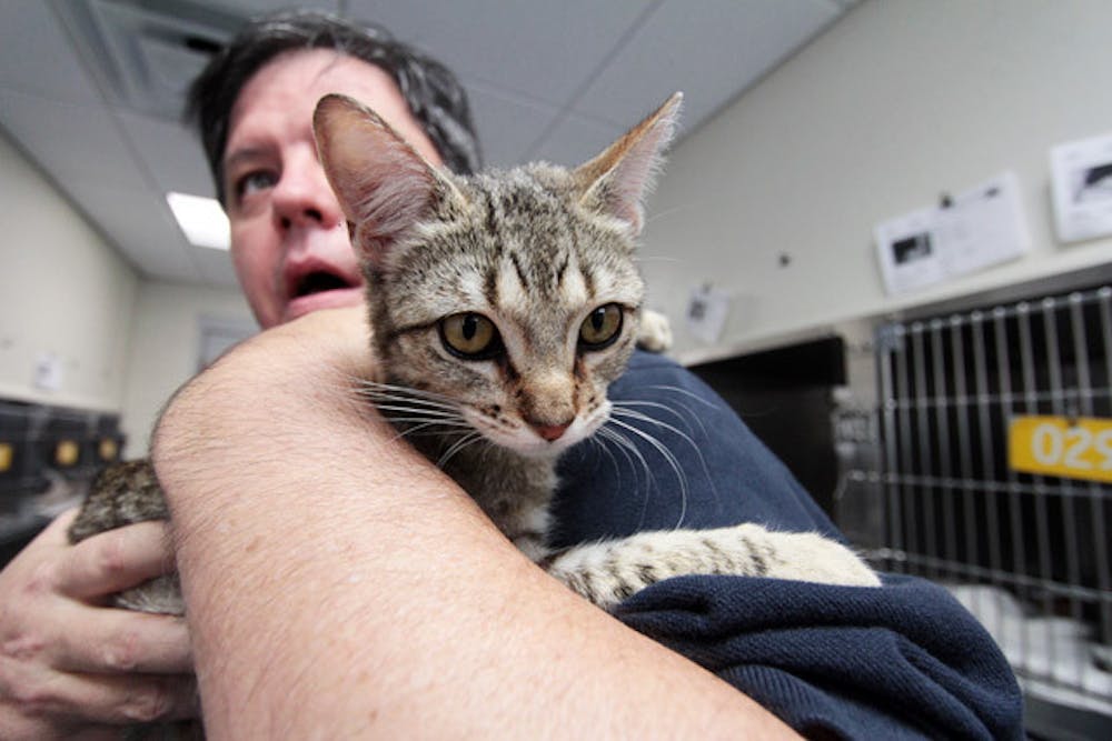 <p>Nina, a stray brown tabby cat, lays in the arms of Vernon Sawyer, acting director of Alachua County Animal Services, Tuesday afternoon. Soon some of the cats will be moving to a new cat adoption facility in the lobby that includes two- to four-room cat condos.</p>