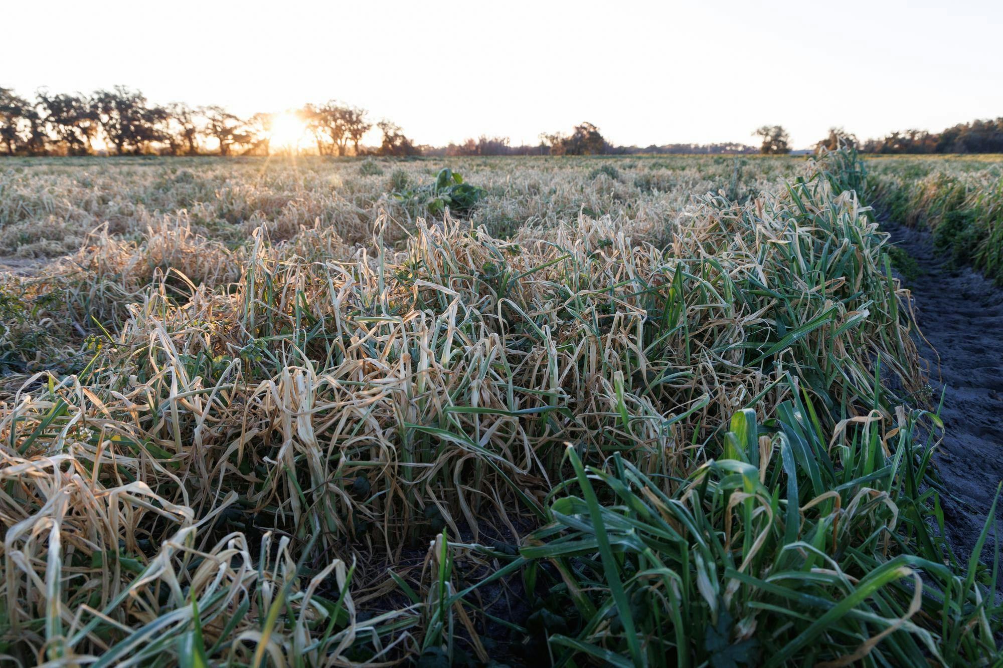 A forage field that experienced yellowing at the UF Dairy Unit in Gainesville, Fla., Sunday, Feb. 1, 2026.