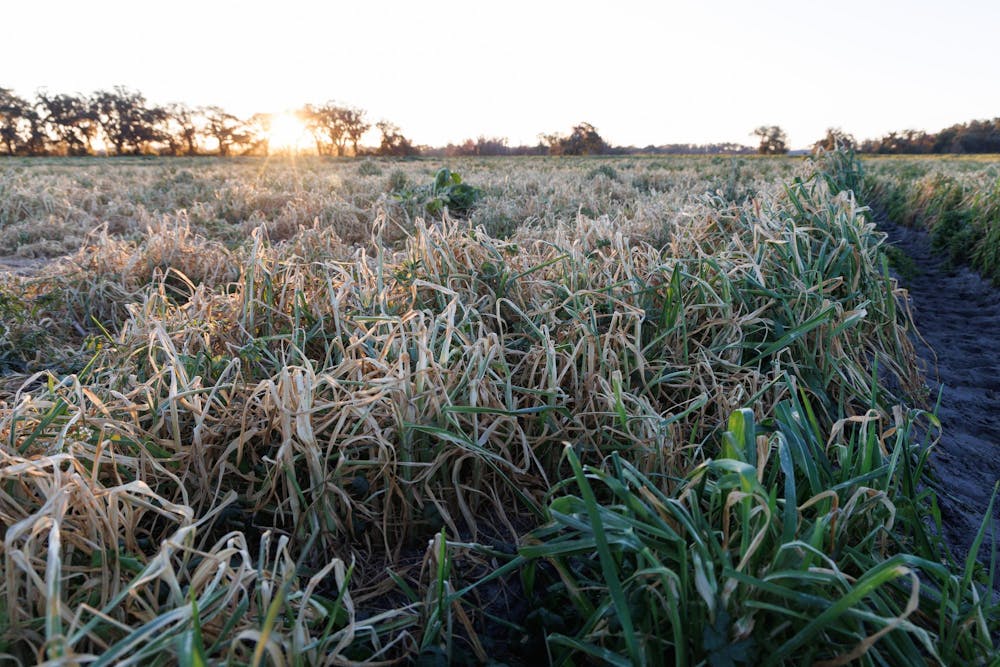 A forage field that experienced yellowing at the UF Dairy Unit in Gainesville, Fla., Sunday, Feb. 1, 2026.