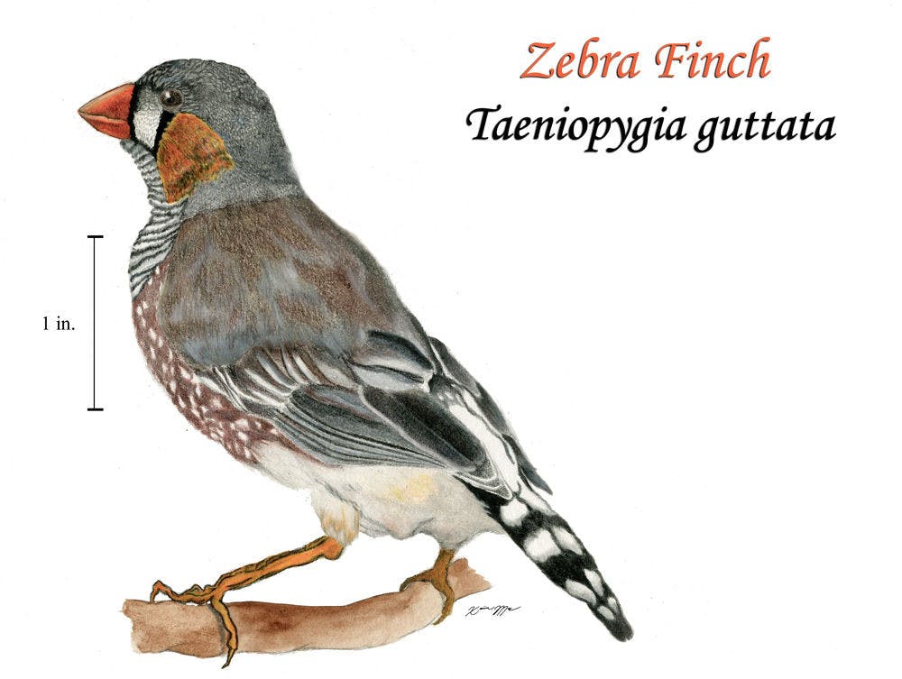 Pictured is an illustration made by Xavier Moss, 22, the only student at UF majoring in biological illustration. Moss will showcase some of his work on April 23 and 24 at the Ayers Technology Plaza at UF’s Innovation Square.