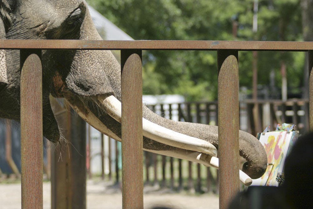 Luke the Asian elephant ​swipes paint onto a canvas at Two Tails Ranch in Williston on Sunday.