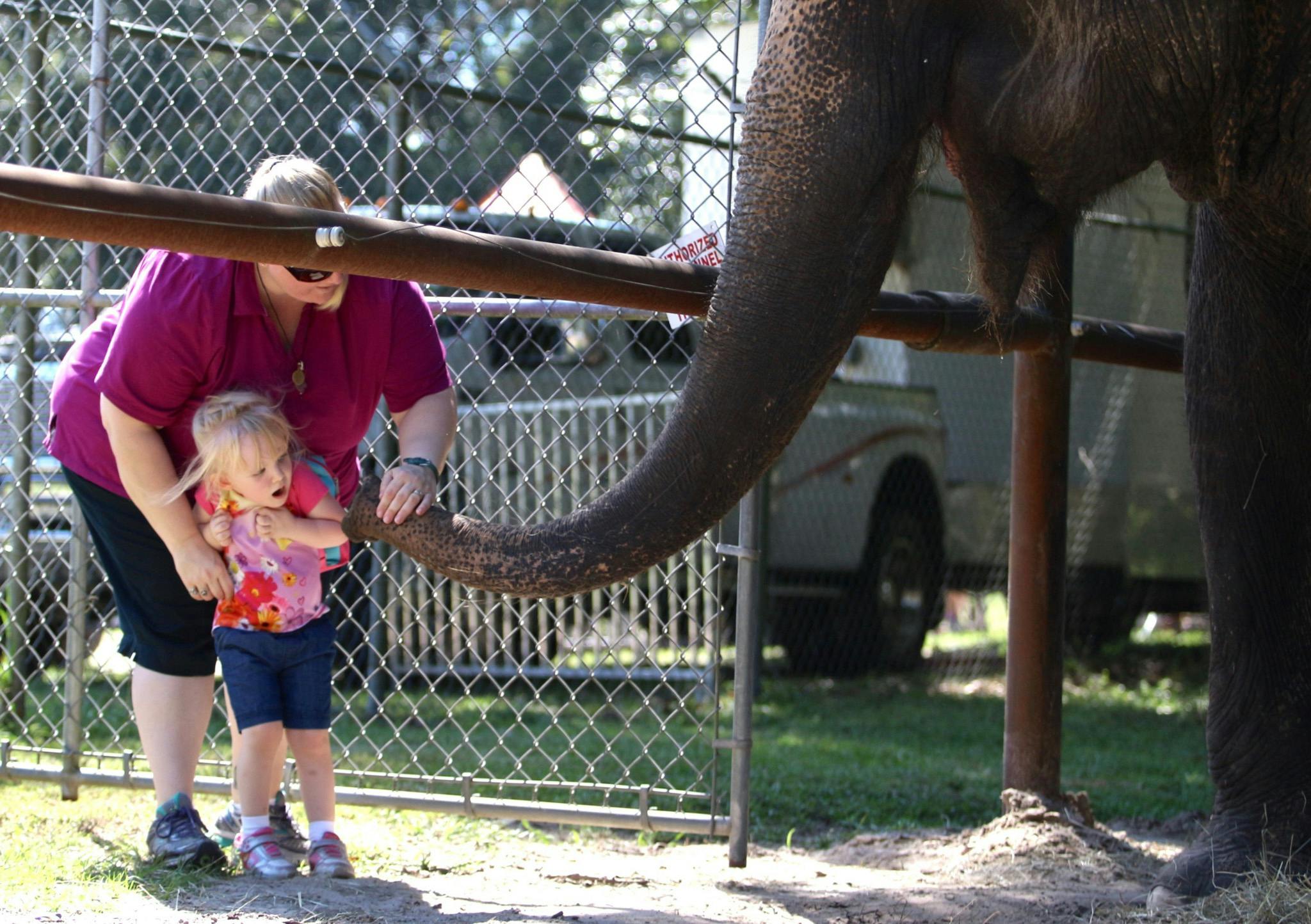 Jenni Brill, 41, helps her daughter Cailee Brill, 3, feed Patty, an Asian elephant at Two Tails Ranch, a carrot on Saturday during Elephant Appreciation Day 2016. The ranch is located at 18655 NE 81st St. in Williston, Fla.