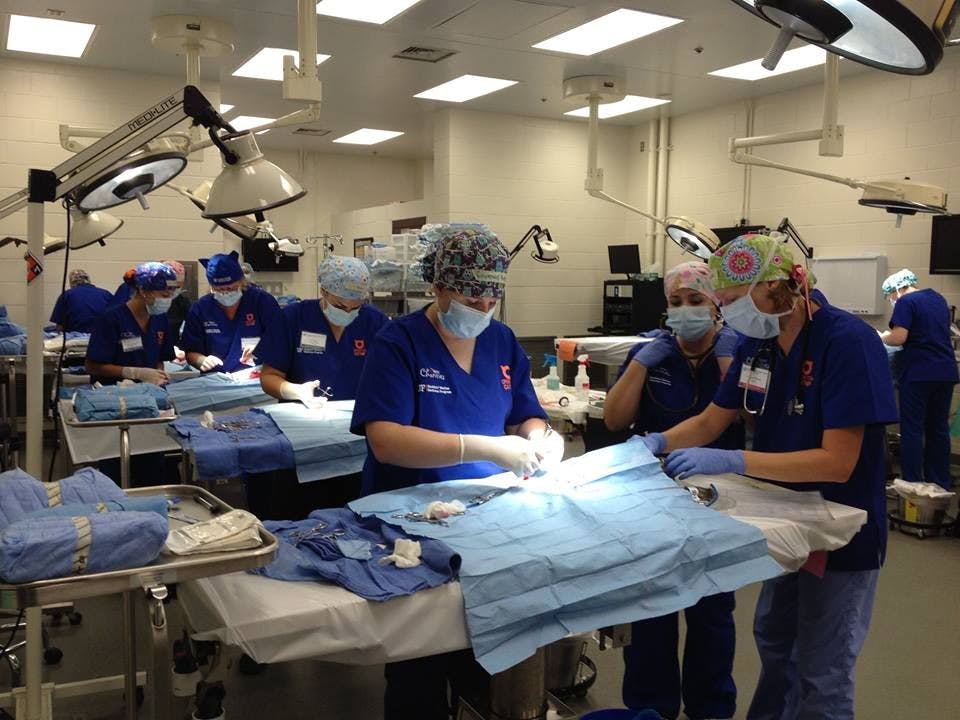 Veterinarians&nbsp;perform surgeries to spay and neuter feral and stray cats in a &nbsp;clinic hosted by Operation Catnip.