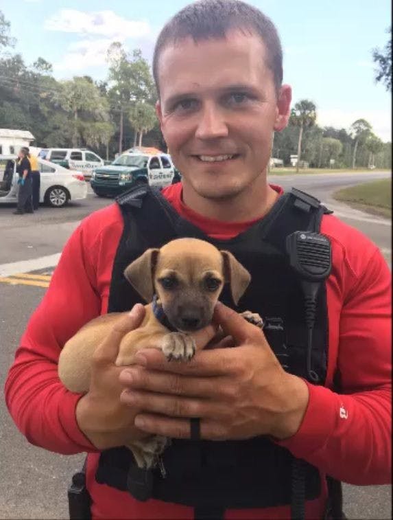 When checking the car, deputies found a small, brown dachshund puppy in the back seat.