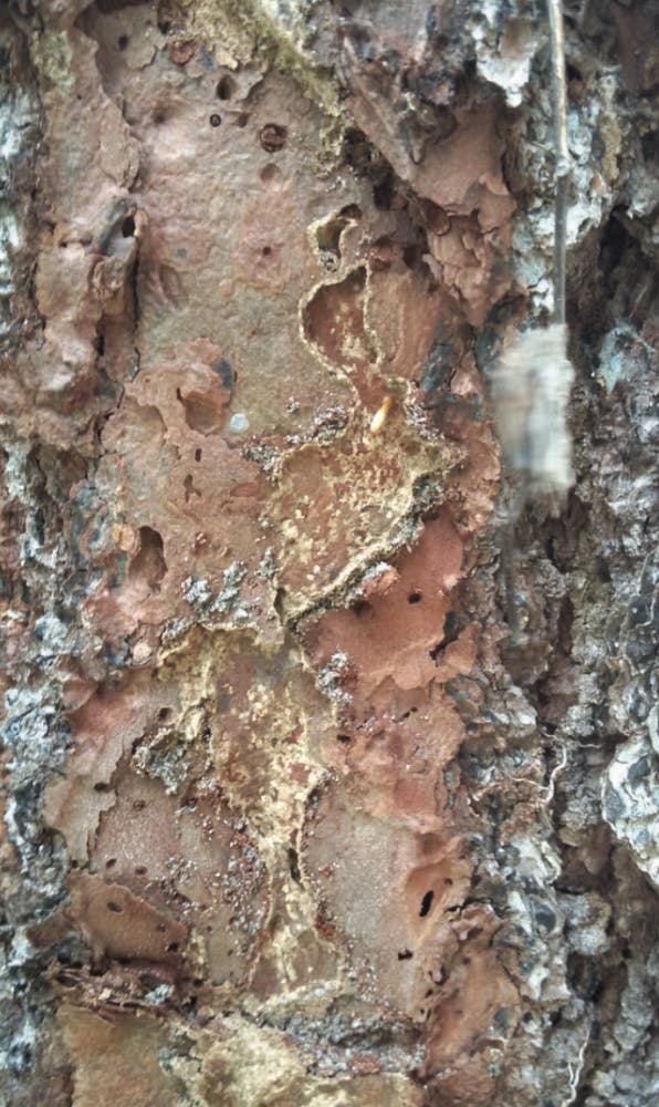 The researchers can see the destruction brought upon by the termites after scraping back the bark of a slash pine tree. The termites damage living tissue and eventually kill the tree.