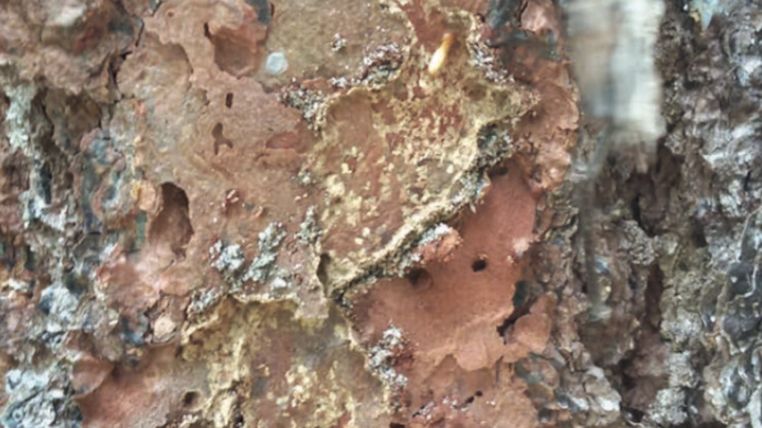 The researchers can see the destruction brought upon by the termites after scraping back the bark of a slash pine tree. The termites damage living tissue and eventually kill the tree.