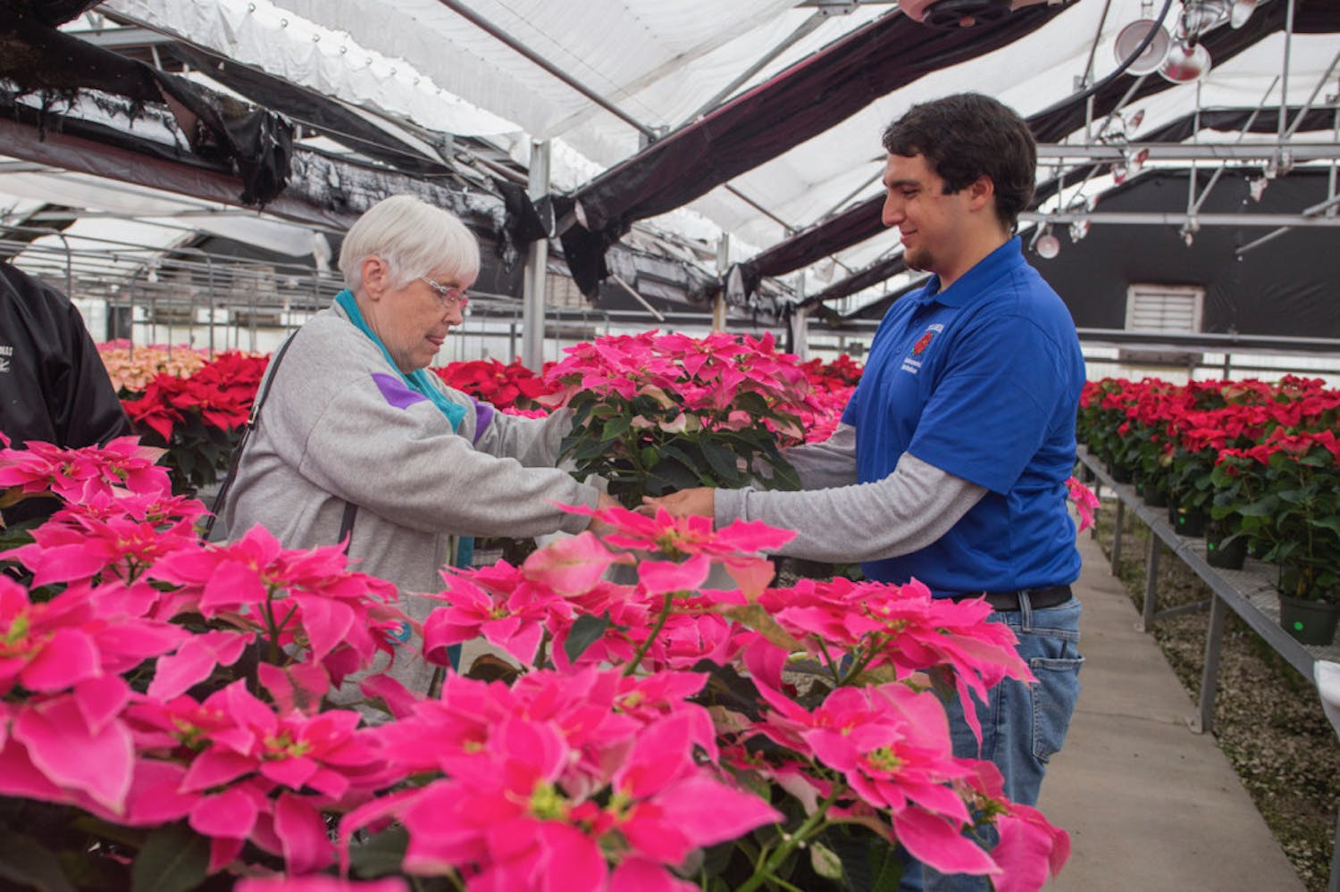 Christian Collazo, the former vice president of the UF Environmental and Horticulture Club, hands out plants in the club’s annual poinsettia sale last year. In its 22nd year, more than 5,000 plants with 150 types of poinsettias will be sold. 
