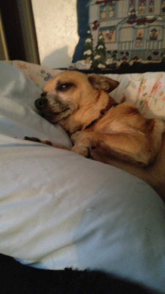 Tico, a 15-year-old Chihuahua, was mauled to death by two pit bulls.