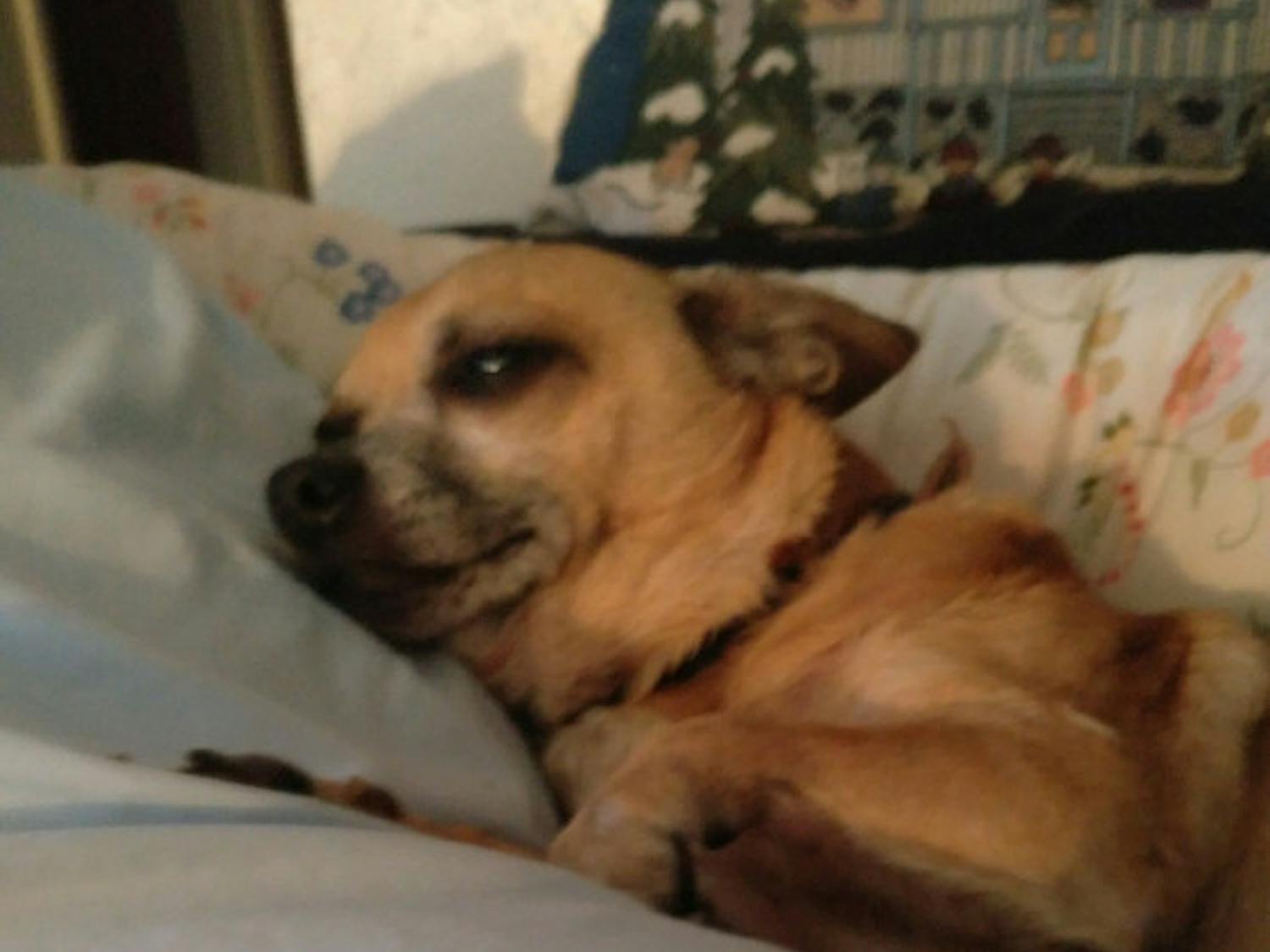 Tico, a 15-year-old Chihuahua, was mauled to death by two pit bulls.