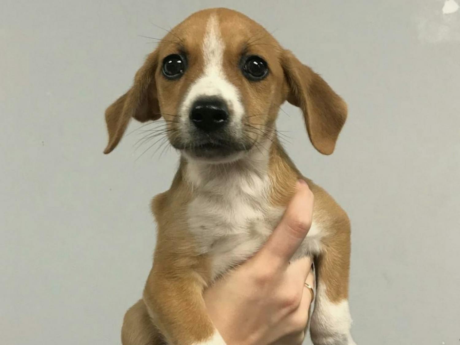 Puppies were welcomed to the Alachua County Humane Society after a new air conditioning unit was installed.
