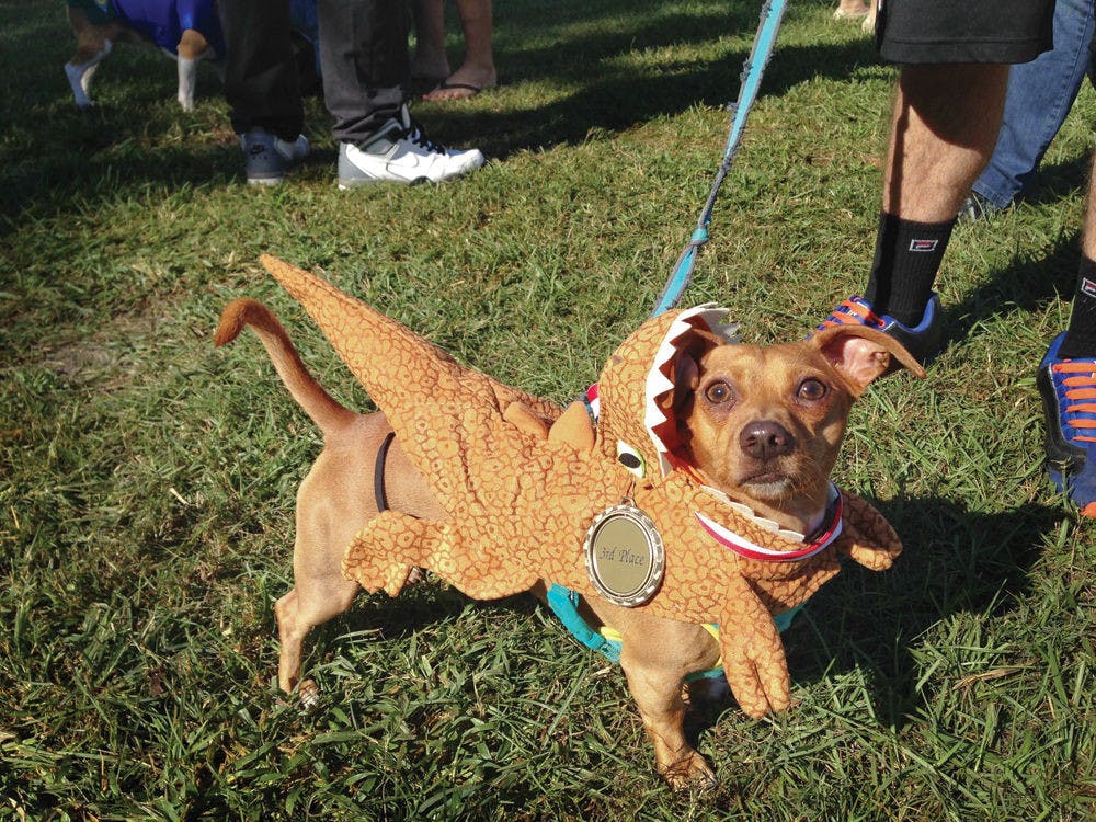 <p>Reptar, a 1-year-old Chi Weenie, placed third in the Halloweener Derby at Kanapaha Veterans Memorial Park on Oct. 17, 2015. His owner, Swamp Restaurant manager Michael Brown, said Reptar had never raced before. “He did surprisingly well,” Brown said. “Honestly, I did not expect him to make it to the finish line.”</p>