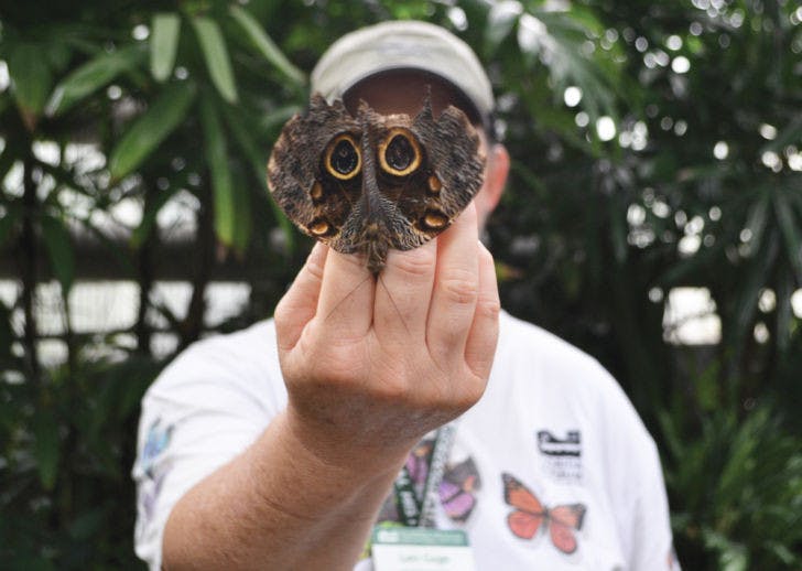 Lori Gage, a horticulturist and Florida Museum of Natural History employee, shows off the wings of an owl butterfly, known for its owl-like appearance used for camouflage, in the museum’s Butterfly Rainforest exhibit Monday afternoon. Students with a valid Gator 1 Card now receive free admission to the exhibit.
