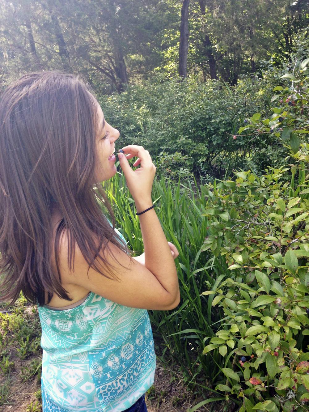 Taylor Hopper, a 20-year-old UF anthropology student, picks blueberries at Monteocha Gardens, a blueberry farm at 1425 NW 156th Ave., on Saturday. The farm's owners have been growing berries for about 40 years.