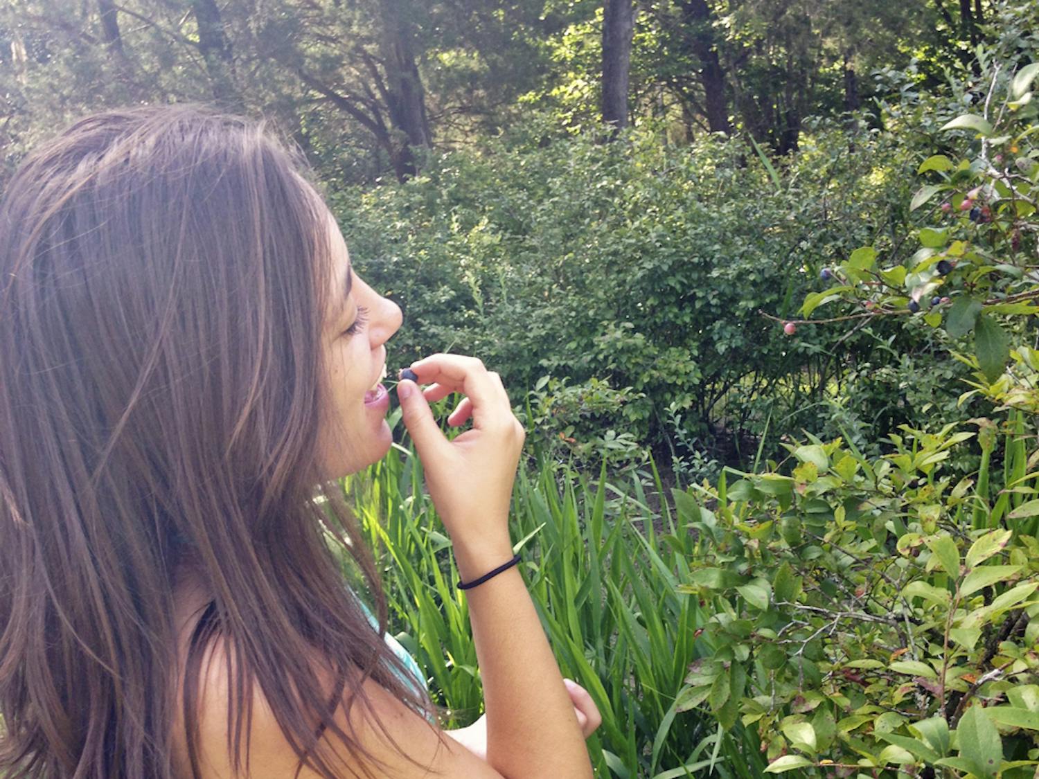 Taylor Hopper, a 20-year-old UF anthropology student, picks blueberries at Monteocha Gardens, a blueberry farm at 1425 NW 156th Ave., on Saturday. The farm's owners have been growing berries for about 40 years.