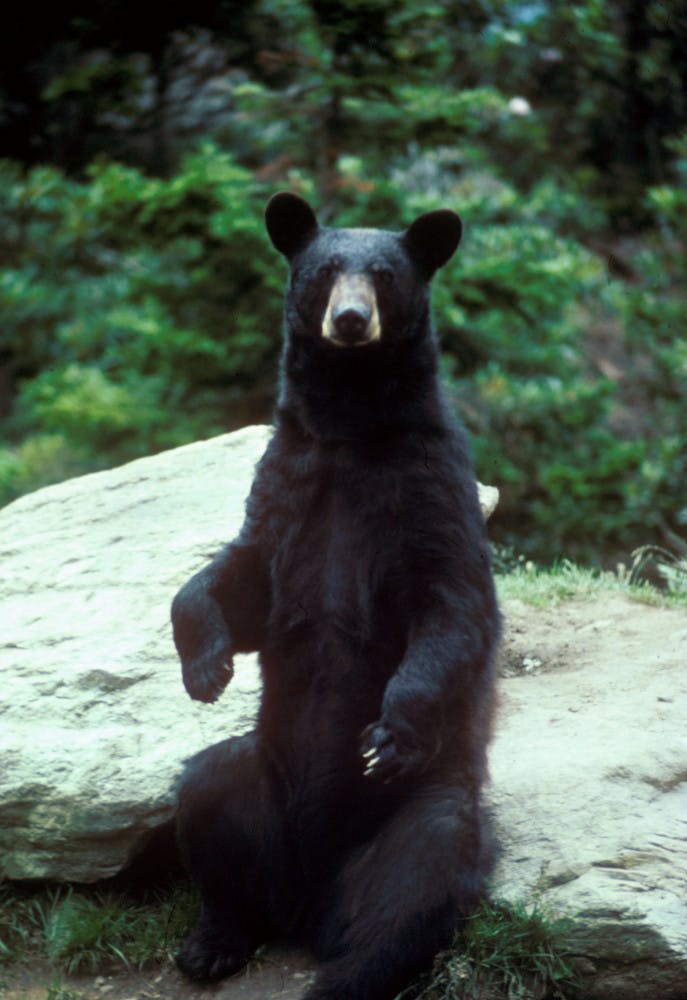 black bear