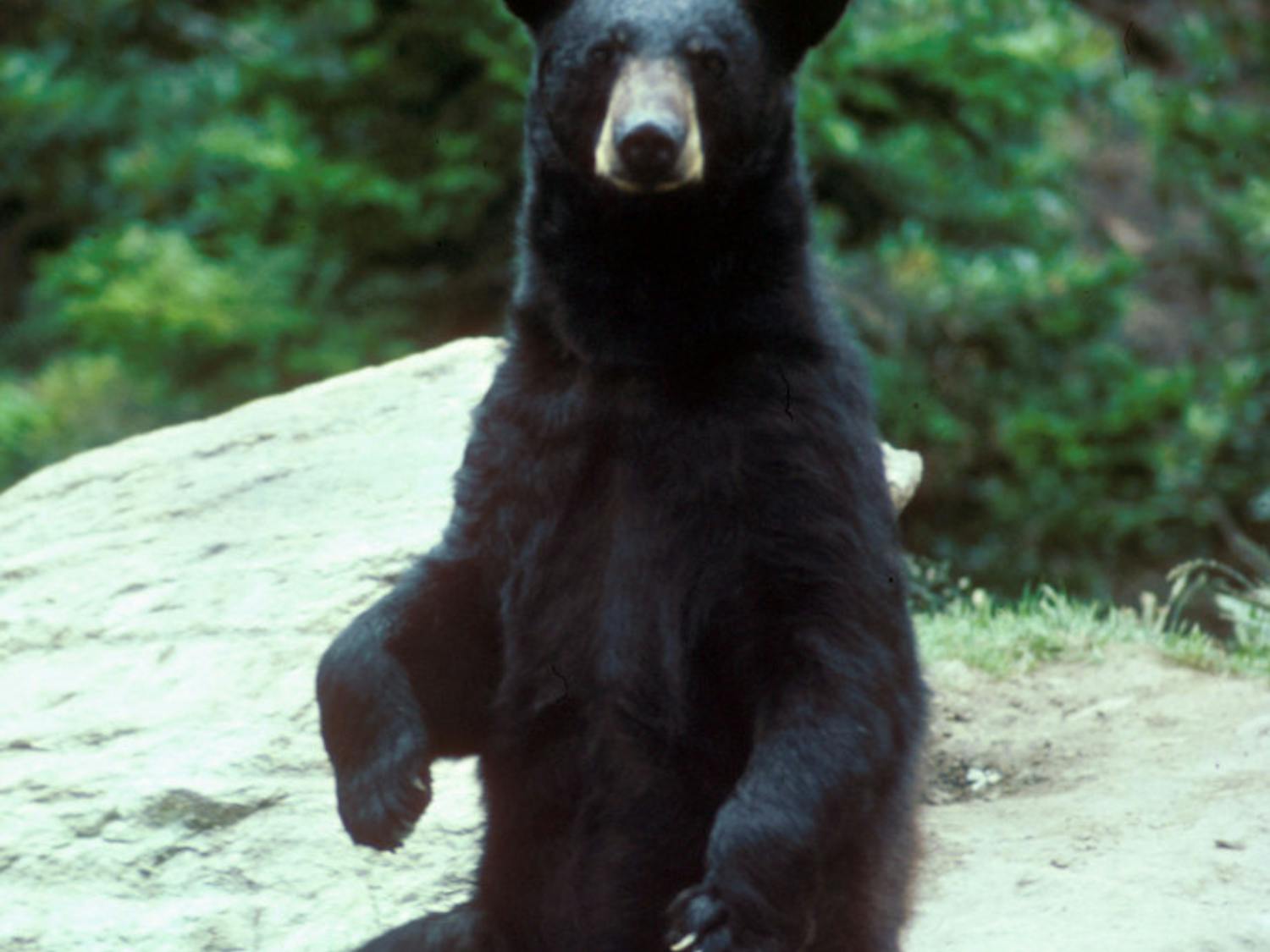 black bear