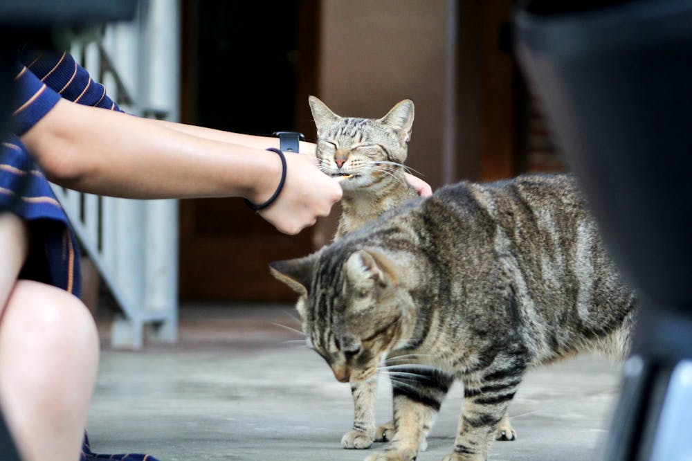 <p>UF campus cat Eve eats Churu cat treats﻿.</p>