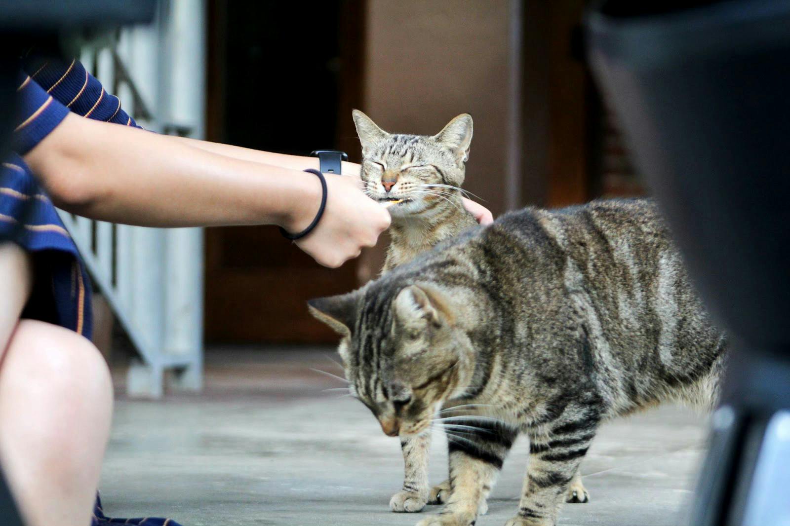No Need To Panic Tenders Other UF Campus Cats Safe From Eviction No Need To Panic Tenders Other UF Campus Cats Safe From Eviction