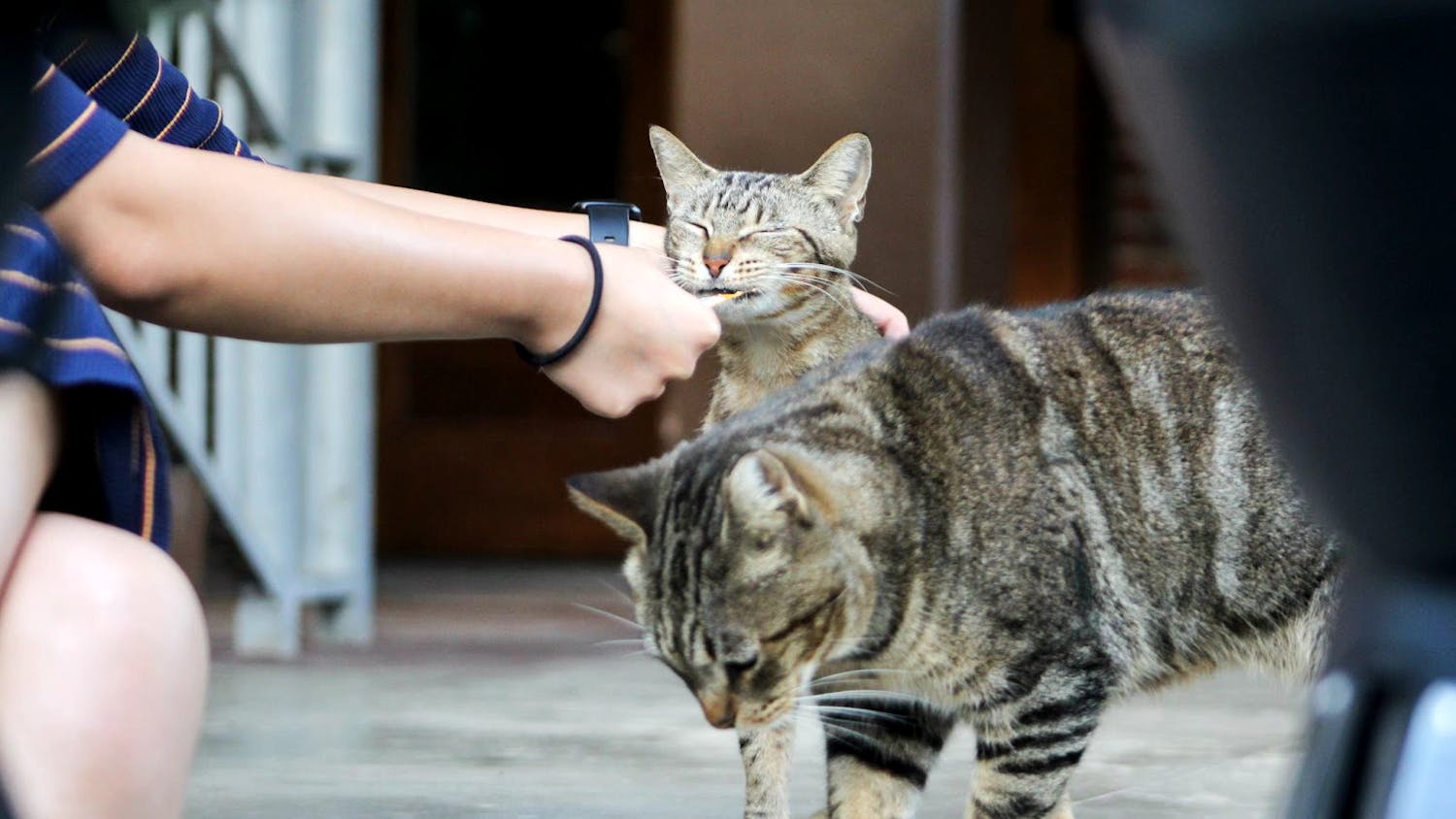 UF campus cat Eve eats Churu cat treats﻿.