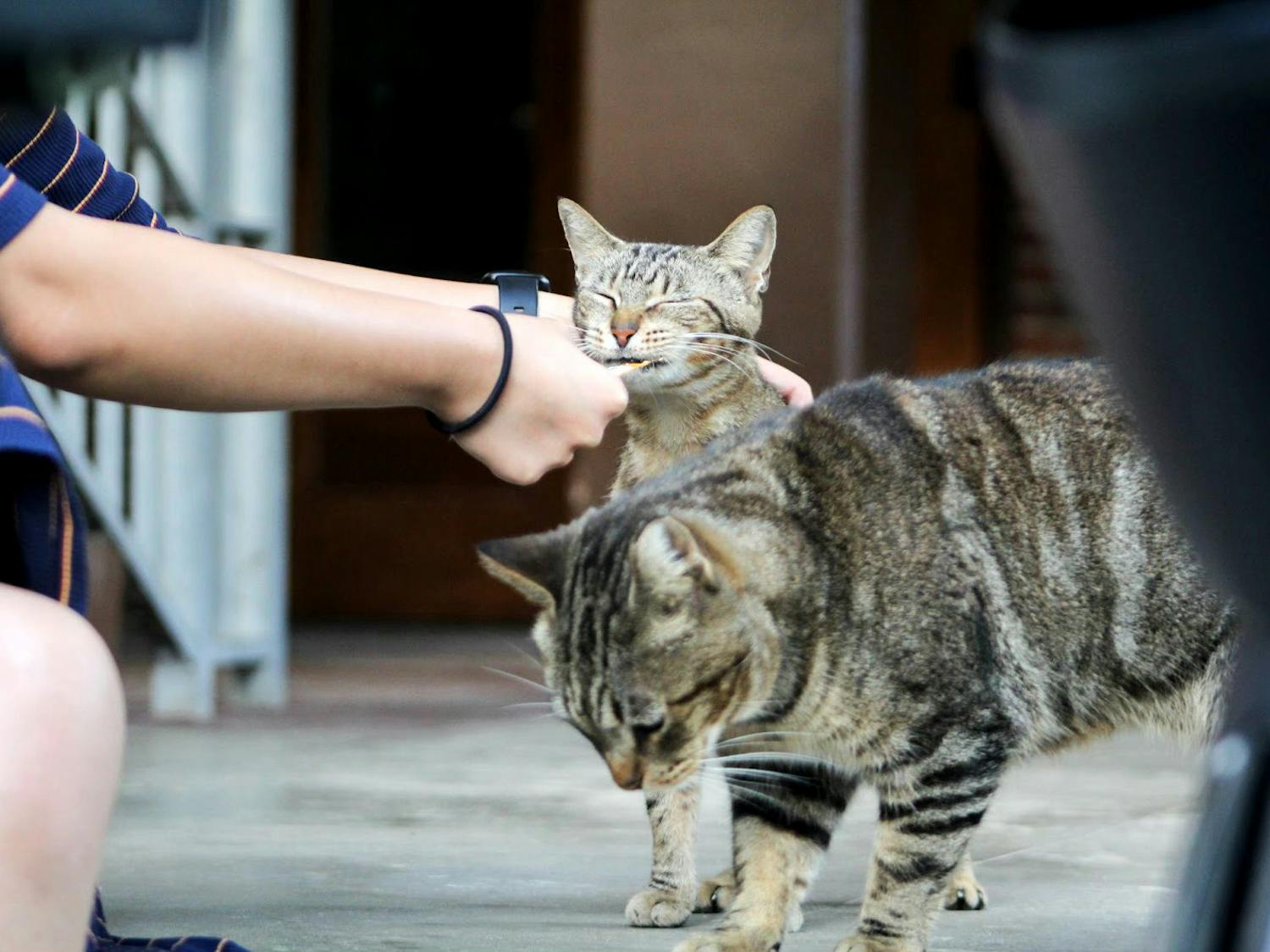 UF campus cat Eve eats Churu cat treats.