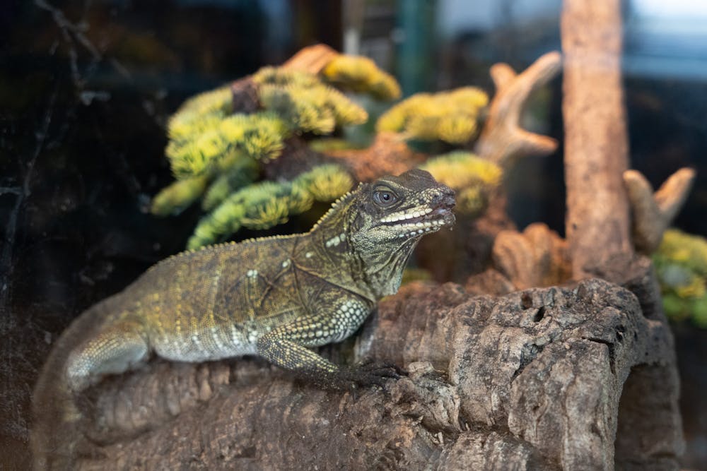 A reptile sits on decor in a terrarium at Florida Man Reptiles on Thursday, July 18, 2024.